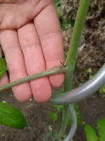 Tomate 2013-06-16 b Freiland.webp
