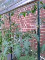 Tomaten 2013-06-16 Dach.webp