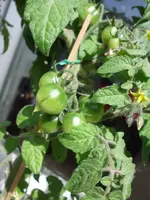 Tomaten_01.webp