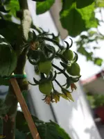 Tomaten_02.webp