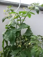 Tomaten_03.webp
