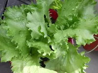 Salat_02.webp