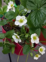 Erdbeeren.webp