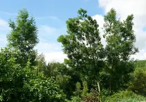 Eschen.webp