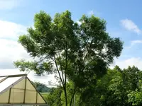 Eschen (1).webp