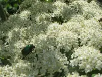 106.webp