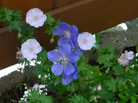 Storchschnabel.webp