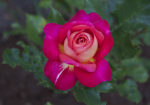 IMG_1707.webp