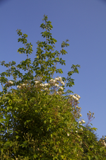 IMG_1723.webp