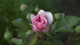 IMG_1712.webp