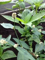 Foto (12).webp