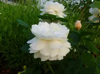 P1060543.webp