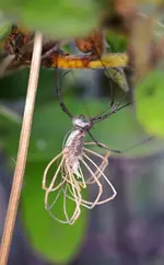 DSC_5663_Weberknecht.webp