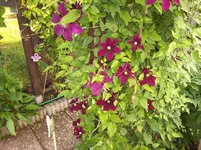 Clematis Eingang.webp