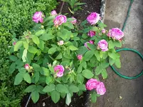 Rosenstamm.webp