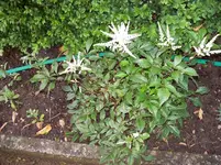 Prachtspiere 1.webp