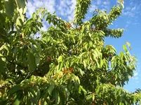Kirschen 1.webp