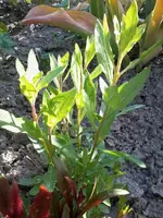 Foto1021.webp