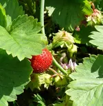 Erdbeeren (1).webp