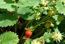 Erdbeeren.webp