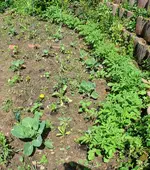 Mondbeet Mischbeet.webp