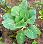 Rosenkohl.webp