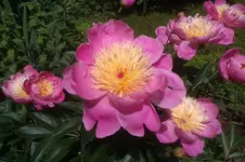 IMAG0824.webp