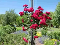 CIMG6159.webp