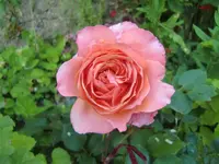 CIMG6288.webp