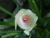 CIMG6284.webp