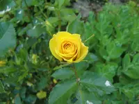 CIMG6295.webp