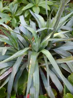 Garten 2 003.webp