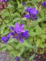 Garten 2 005.webp