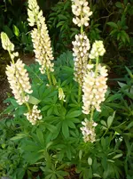 Garten 2 007.webp