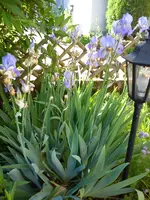 Garten 2 009.webp