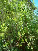 Garten 2 015.webp