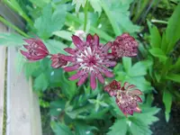 CIMG6259.webp