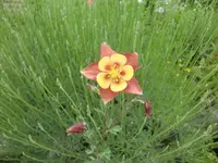 CIMG6096 - Kopie.webp