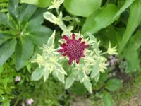 CIMG5966.webp