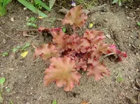 CIMG9802.webp