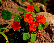 Kapu orange_nicht kletternd_blüht_640.webp