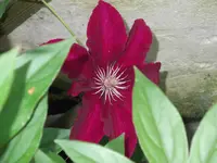 DSCF2754.webp
