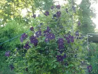 CIMG6272.webp
