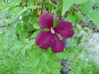 CIMG6273.webp
