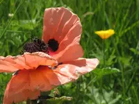 170.webp