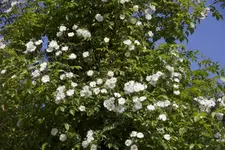 IMG_1753.webp