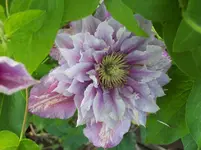 Clematis.webp