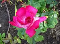 Rose.webp