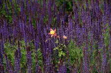 blauer Salbei mit falcher Akelei.webp