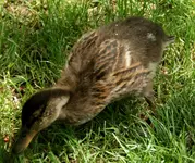 DSC09669.webp